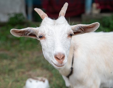 Free Goat Nature photo and picture
