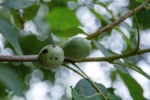 Free Nuts Tree photo and picture