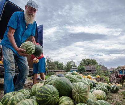 Free Watermelon Fruit photo and picture