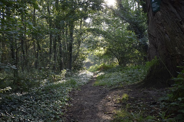 Hilvarenbeek, Niederlande, Natur, Bäume