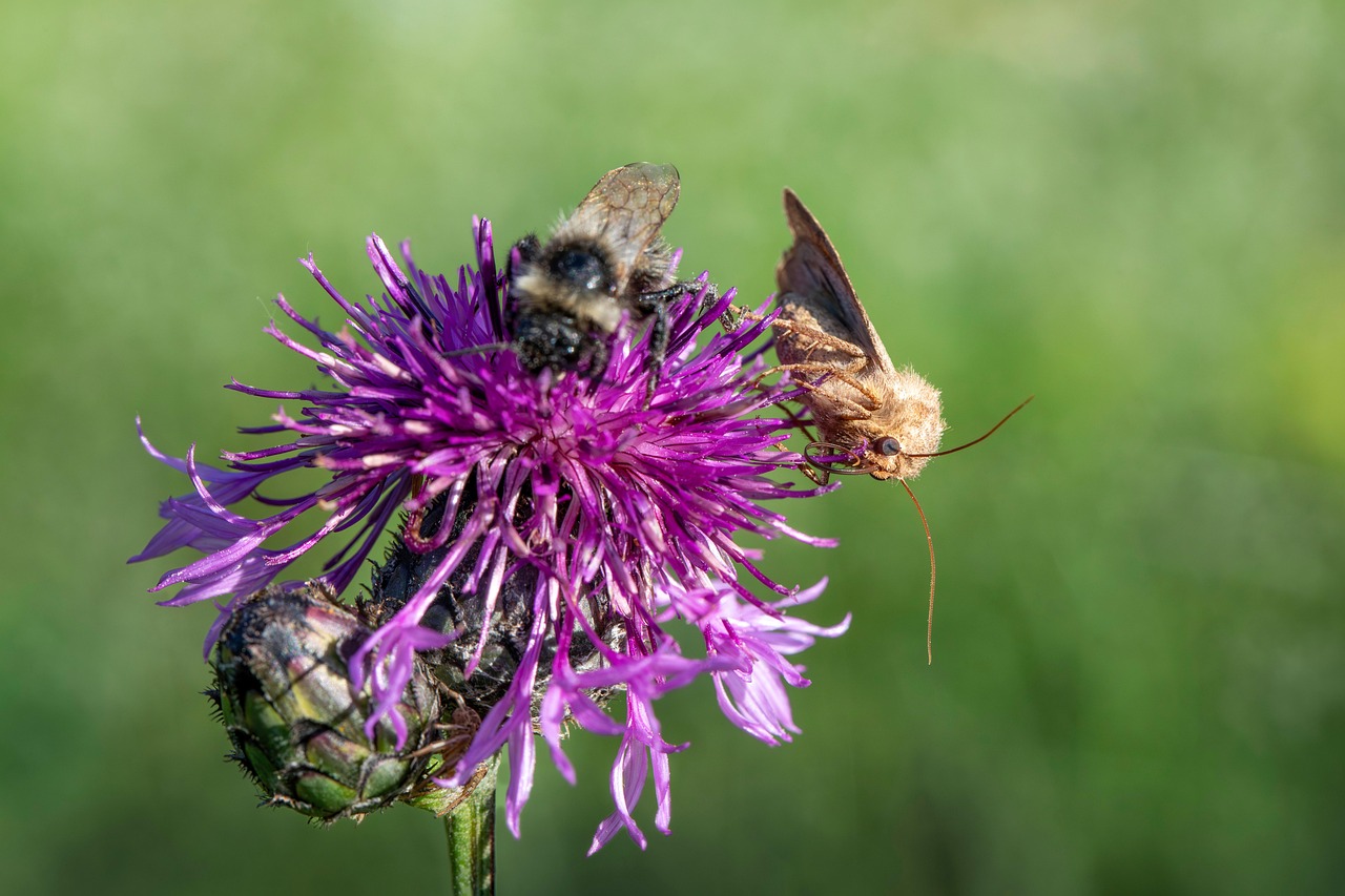 Insecto Adaptaciones Anatomía - Foto gratis en Pixabay
