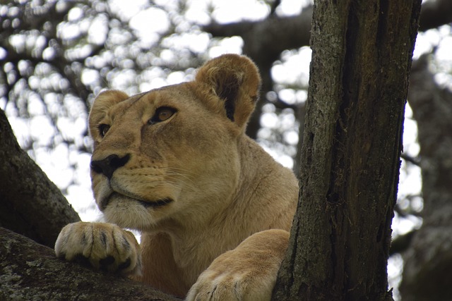 Tansania, Afrika, Natur, Tiere, Safari