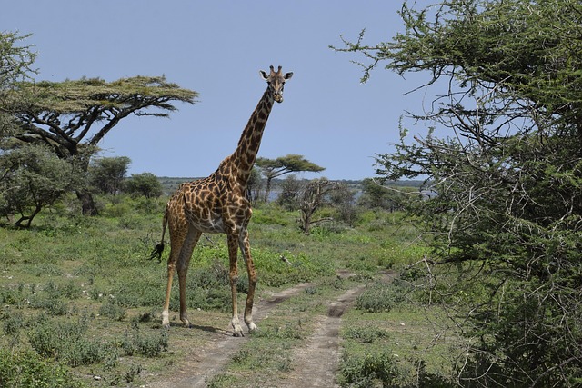 Giraffe, Säugetier, Langer Hals