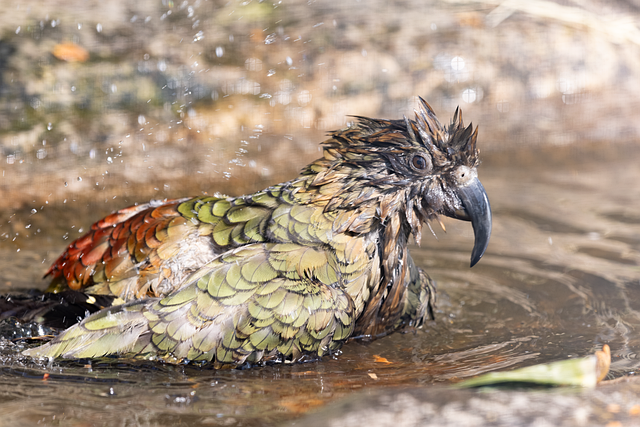 Download free HD stock image of Parrot Bathing Free parrot bathing bird illustration