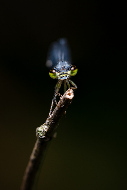 Free Dragonfly Insect illustration and picture