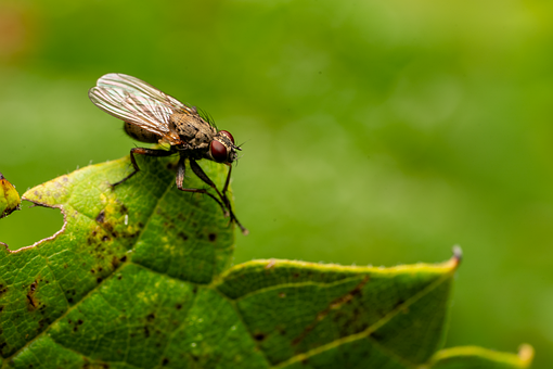 Free Flesh Fly Fly illustration and picture