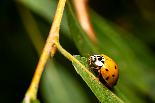 Free Ladybug Insect illustration and picture