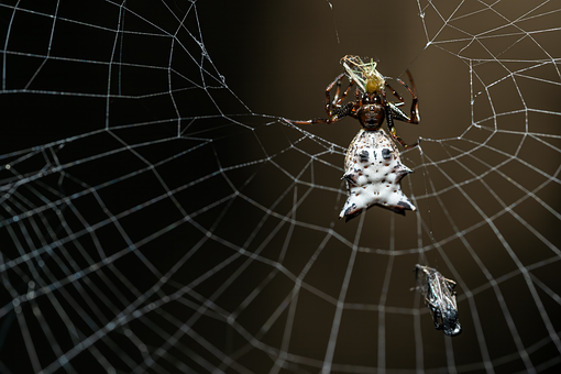 Free Orb Weaver Spider illustration and picture