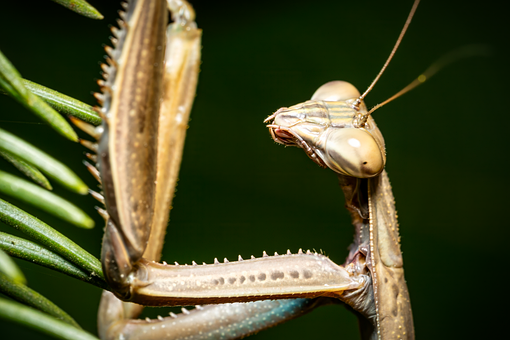 Free Praying Mantis Insect illustration and picture