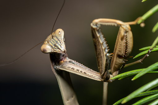 Free Praying Mantis Insect illustration and picture
