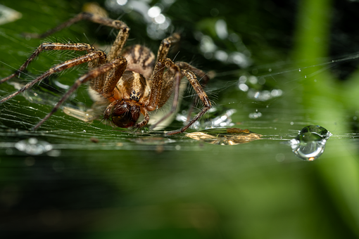 Free Spider Nature illustration and picture