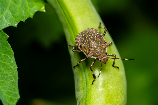 Free Stink Bug Insect illustration and picture