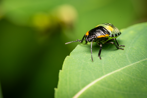 Free Stink Bug Insect illustration and picture