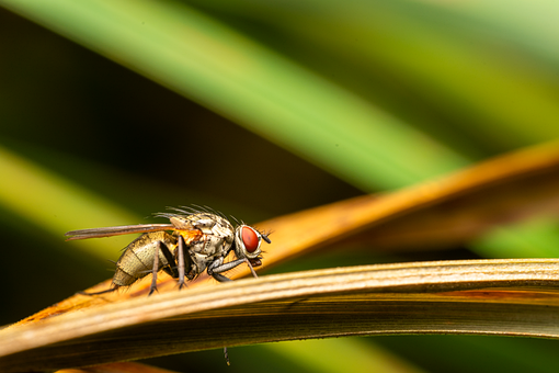 Kødflue, Flyve, Insekt, Natur, Bug