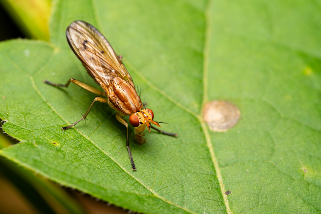 Download free HD stock image of Fruit Fly Fly Free fruit fly fly insect illustration