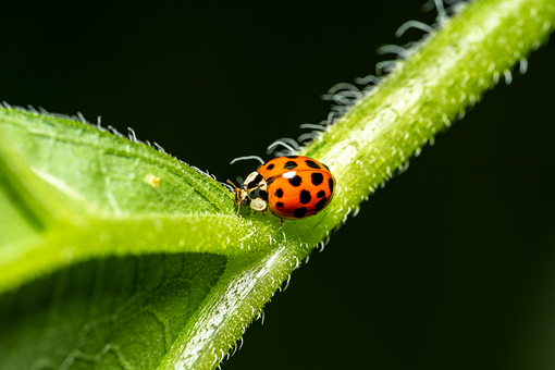 Free Ladybug Insect illustration and picture