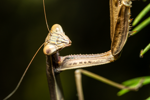 Free praying mantis insect nature illustration