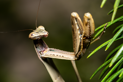 Free Praying Mantis Insect illustration and picture