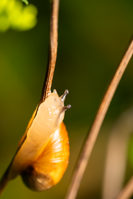 Free Snail Shell illustration and picture