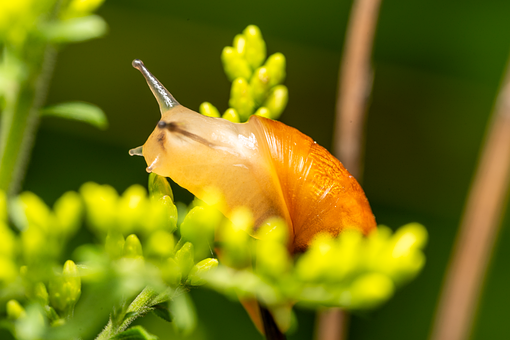 Free Snail Nature illustration and picture