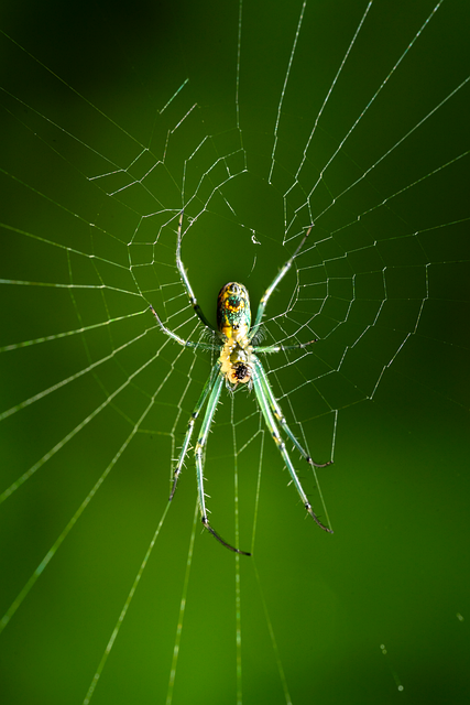 Free Spider Insect illustration and picture