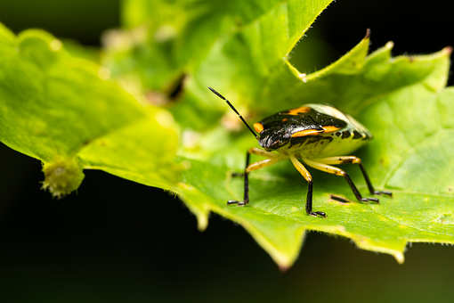 Free Stink Bug Insect illustration and picture