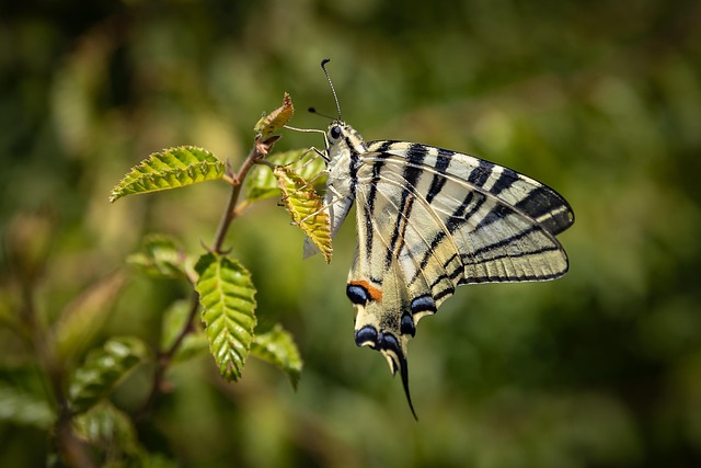 Free Butterfly Insect photo and picture