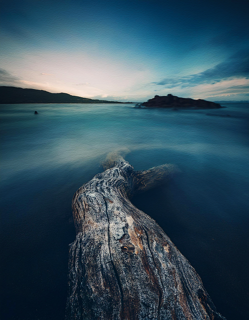 Free driftwood beach ocean illustration
