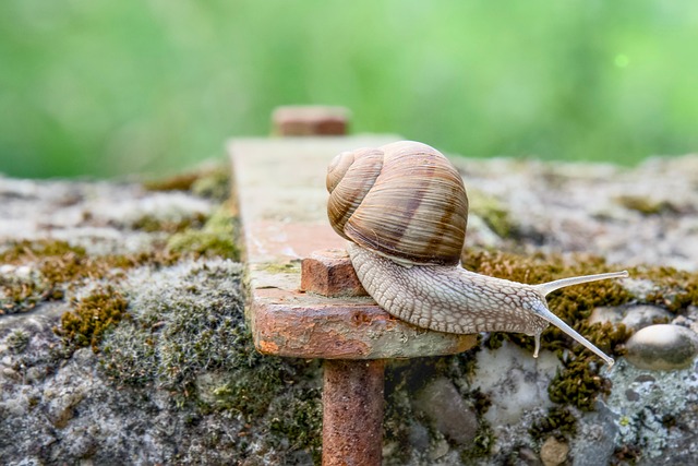 Free Snail Shell photo and picture