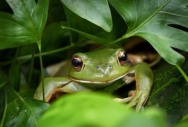 Free ai generated frog tropical illustration