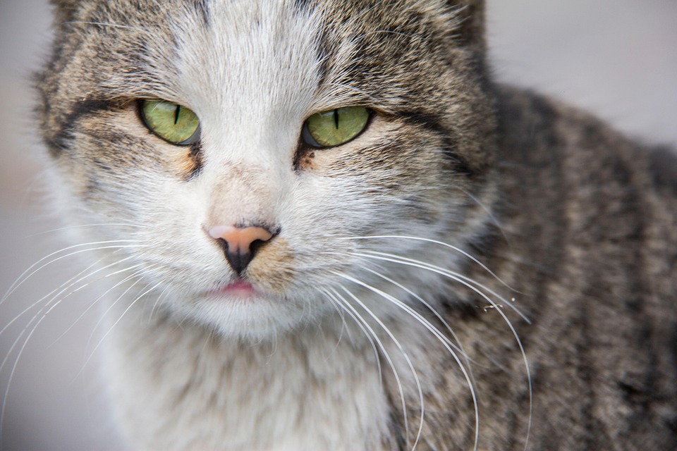 Cat Oeil Vert Animal - Photo gratuite sur Pixabay