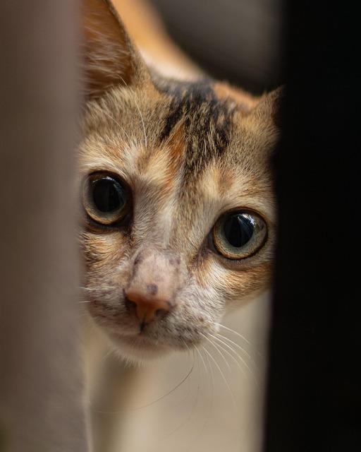 Gato, Bicho De Estimação, Animal, Felino