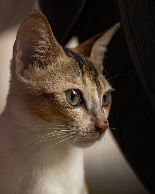 Olho De Gato, Gato, Animal, Felino