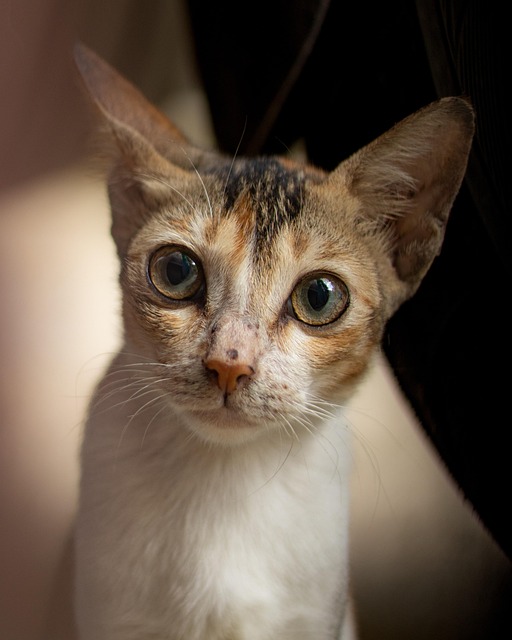 Olho De Gato, Gato, Animal, Felino