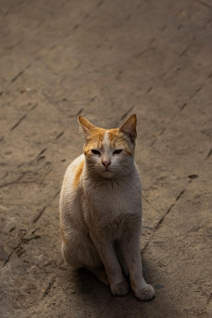 Gato, Felino, Bicho De Estimação, Animal