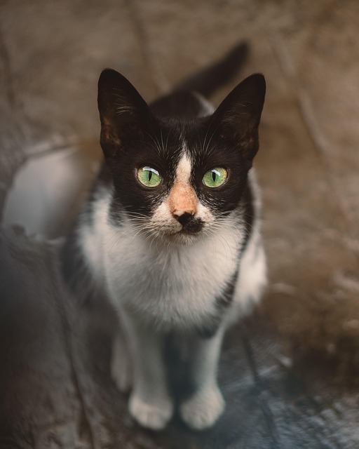 Gato, Bicho De Estimação, Animal