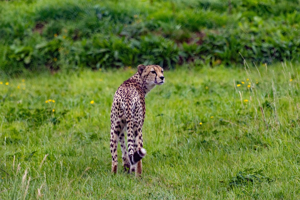 cheetah-wildlife-animal-free-photo-on-pixabay