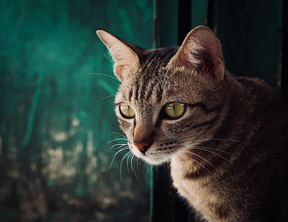 Cat Pretty Example Cat Pretty Beautiful - Free photo on Pixabay
