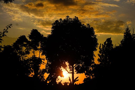 Free Forest Nature photo and picture
