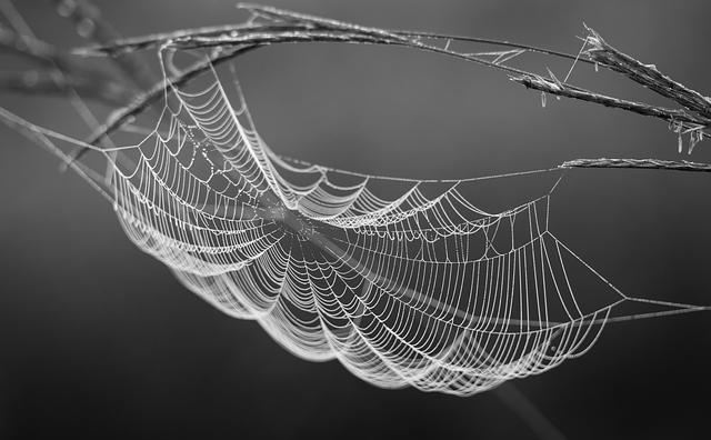 Free web spiderweb insect illustration