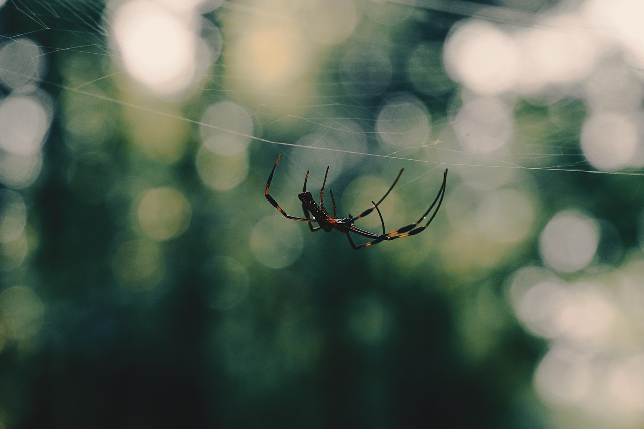 Araña Naturaleza Insecto - Foto gratis en Pixabay