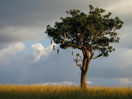 Free Tree Grass photo and picture
