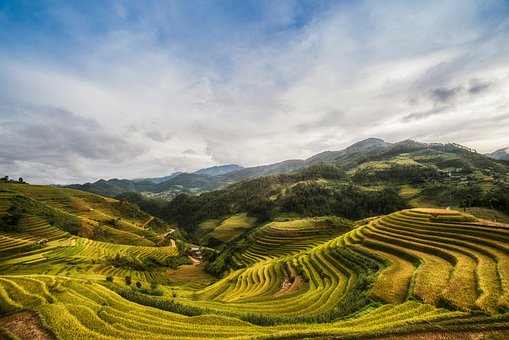 Free Rice Fields Terraces photo and picture