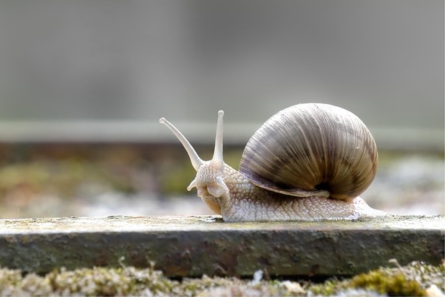 Free Snail Mollusc photo and picture