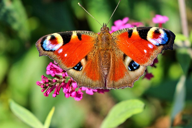 Borboleta, Inseto, Borboleta Pavão
