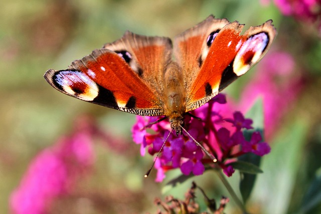 Borboleta, Natureza, Inseto