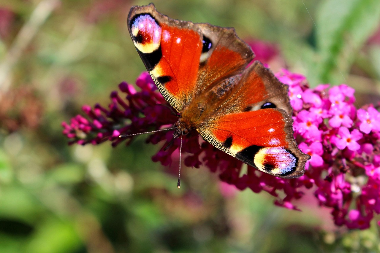 Schmetterling Insekt Fl gel Kostenloses Foto Auf Pixabay schmetterling-insekt-fl-gel-kostenloses-foto-auf-pixabay