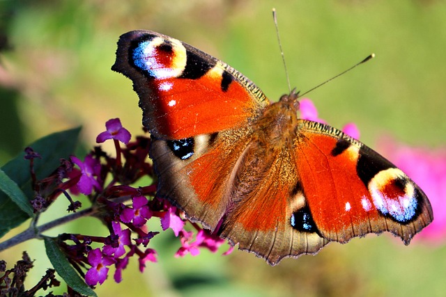 Borboleta, Natureza, Inseto, Fechar-Se