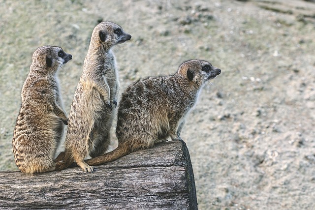 Free Meerkats Nature photo and picture