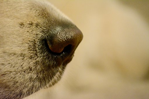 Free Dog Domestic Animal photo and picture